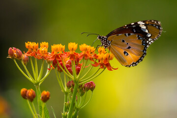 Danaid Eggfly