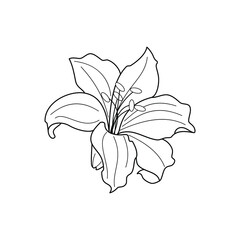 Doodle flower black simple outline on white background. Vector illustration isolated. EPS10
