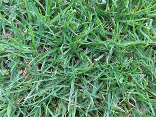 green grass background