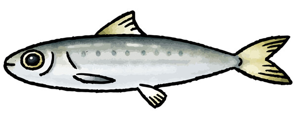 いわしの手描きベクターイラスト（1匹）
