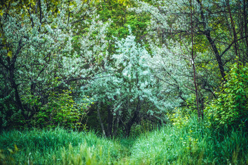 Scenic green forest landscape. Beautiful tree close-up among thickets. Colorful scene with amazing tree in wilderness. Picturesque scenery of woodland. Wonderful view to alone tree in dense forest.
