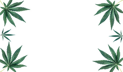 Border of green cannabis leaves on a white isolated background. Medical marijuana, top view