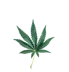 A young green cannabis leaf on a white isolated background. Medical marijuana, top view