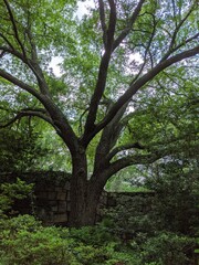 trees in the forest