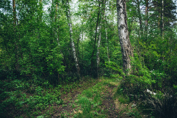 Fototapeta na wymiar Thickets in dense forest. Scenic view with contrasts of deep forest. Beautiful woody landscape surrounded by many trees and lush vegetation. Forest scenery with rich flora. Atmospheric woodland.