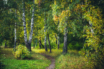 Scenic autumn forest landscape in golden morning light. Beautiful trees with orange foliage in sunny park. Yellow autumn leaves on footpath in sunlight. Idyllic forest scene. Colorful fall view.