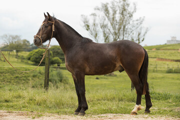 Fototapeta na wymiar Brazilian Creole horse 