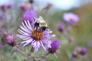 Bee and a purple flower