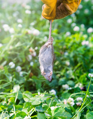 Gloved Hand Holding Young Dead Rat in Garden