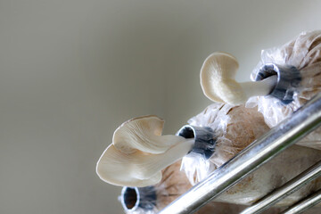 Bhutan fairy mushrooms are growing