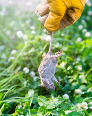 Gloved Hand Holding Young Dead Rat in Garden