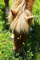 Flowers, Animals, Landscapes, Nature, Unique, Grayson Highlands State Park, Ponies, Pony, Wild