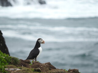 Fototapeta premium Puffin Colony in Elliston, Newfoundland 