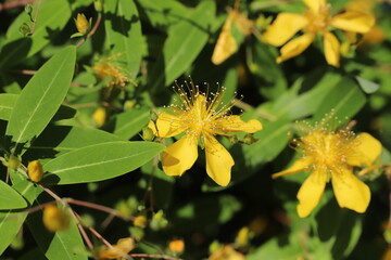 黄色いビヨウヤナギの花