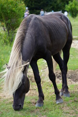 Wild Pony, Grayson Highlands State Park