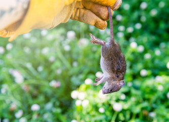 Gloved Hand Holding Young Dead Rat in Garden