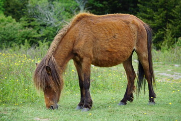 Fototapeta premium Flowers, Animals, Landscapes, Nature, Unique, Grayson Highlands State Park, Ponies, Pony, Wild