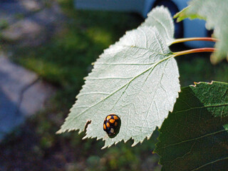 ladybug crawls on green birch leaf in bright sunlight. High quality photo