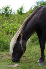 Flowers, Animals, Landscapes, Nature, Unique, Grayson Highlands State Park, Ponies, Pony, Wild