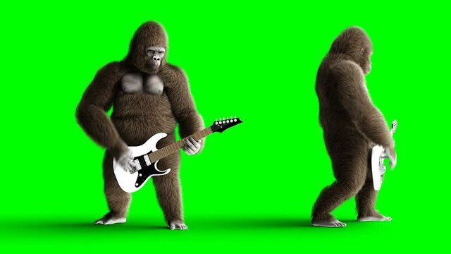 Funny brown gorilla play the electric guitar. Super realistic fur and hair. Green screen 4K animation.