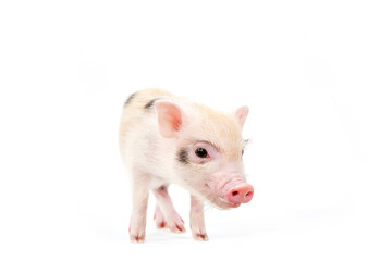 Little decorative pig on a white background
