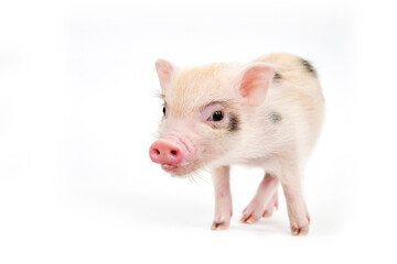 Little decorative pig on a white background