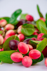 Fresh organic Carunda or Karonda fruits with green leaves isolated on white background