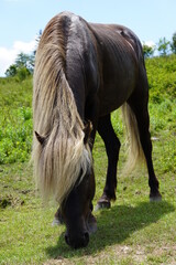 Flowers, Animals, Landscapes, Nature, Unique, Grayson Highlands State Park, Ponies, Pony, Wild