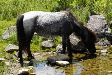 Flowers, Animals, Landscapes, Nature, Unique, Grayson Highlands State Park, Ponies, Pony, Wild