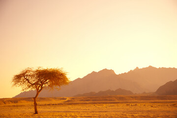 dawn in the sinai desert, egypt
