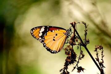 Obraz na płótnie Canvas Butterfly on a leaf