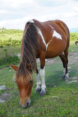 Flowers, Animals, Landscapes, Nature, Unique, Grayson Highlands State Park, Ponies, Pony, Wild