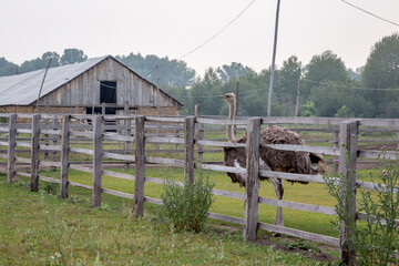 Ostrich behind a wooden fence near a wooden shed