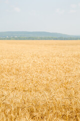 Wheat field on the background of the old Ural mountains