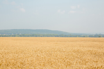 Wheat field on the background of the old Ural mountains
