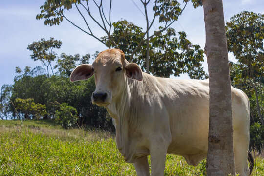 Vaca en Timba Cauca Colombia