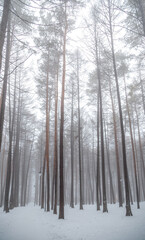Leafless tree branches on a background of fog