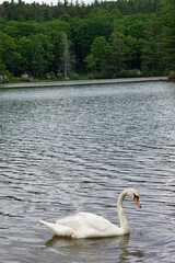 Flowers, Animals, Landscapes, Nature, Unique.Roan Mountain State Park, rhododendron, water lily, waterfall, blue ridge parkway