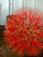 tropical fruit rambutan