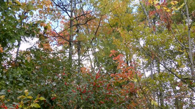 Brilliant red berries and fall foliage.