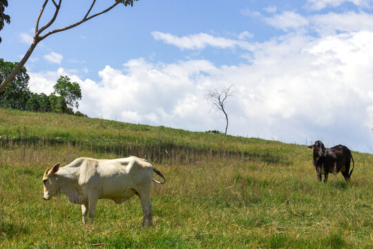 Vacas negra y blanca