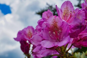 Obraz premium Photos from Roan Mountain TN