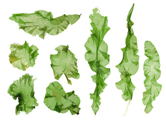 This is a green algae in the sea.