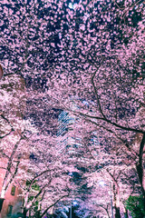ライトアップの桜と高層ビル