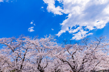桜と雲