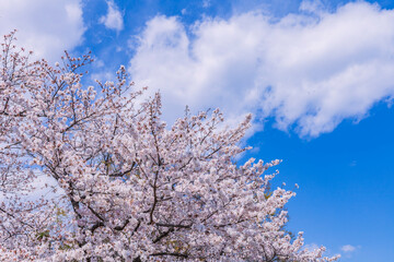 桜と雲