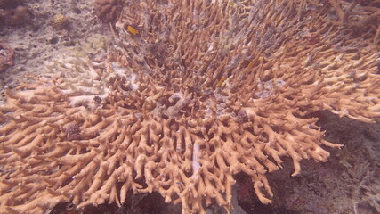 Beautiful coral found at coral reef area at Tioman island