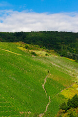 Beautiful green vineyard, autumn landscape before harvest