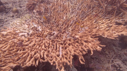 Beautiful coral found at coral reef area at Tioman island