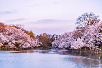 桜咲く公園　東京